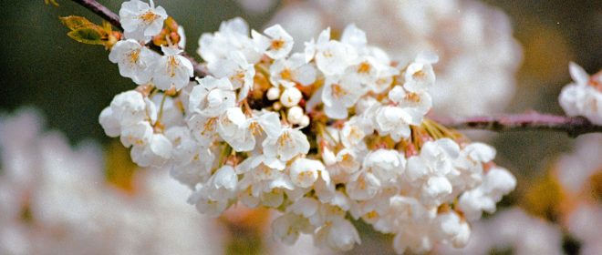 Curriculum PATHS Spring 2026 Update: The New National Curriculum and the Role of Curriculum PATHS