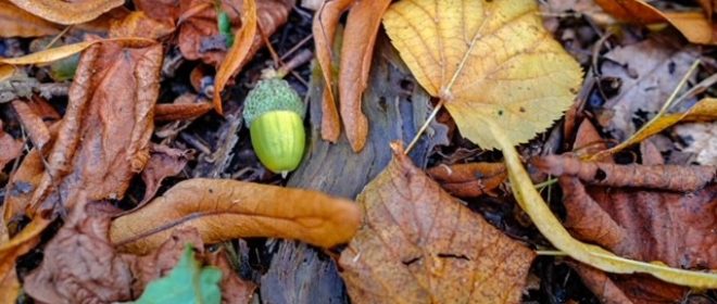 From Little Acorns… Getting Ready for Change and the New School Year